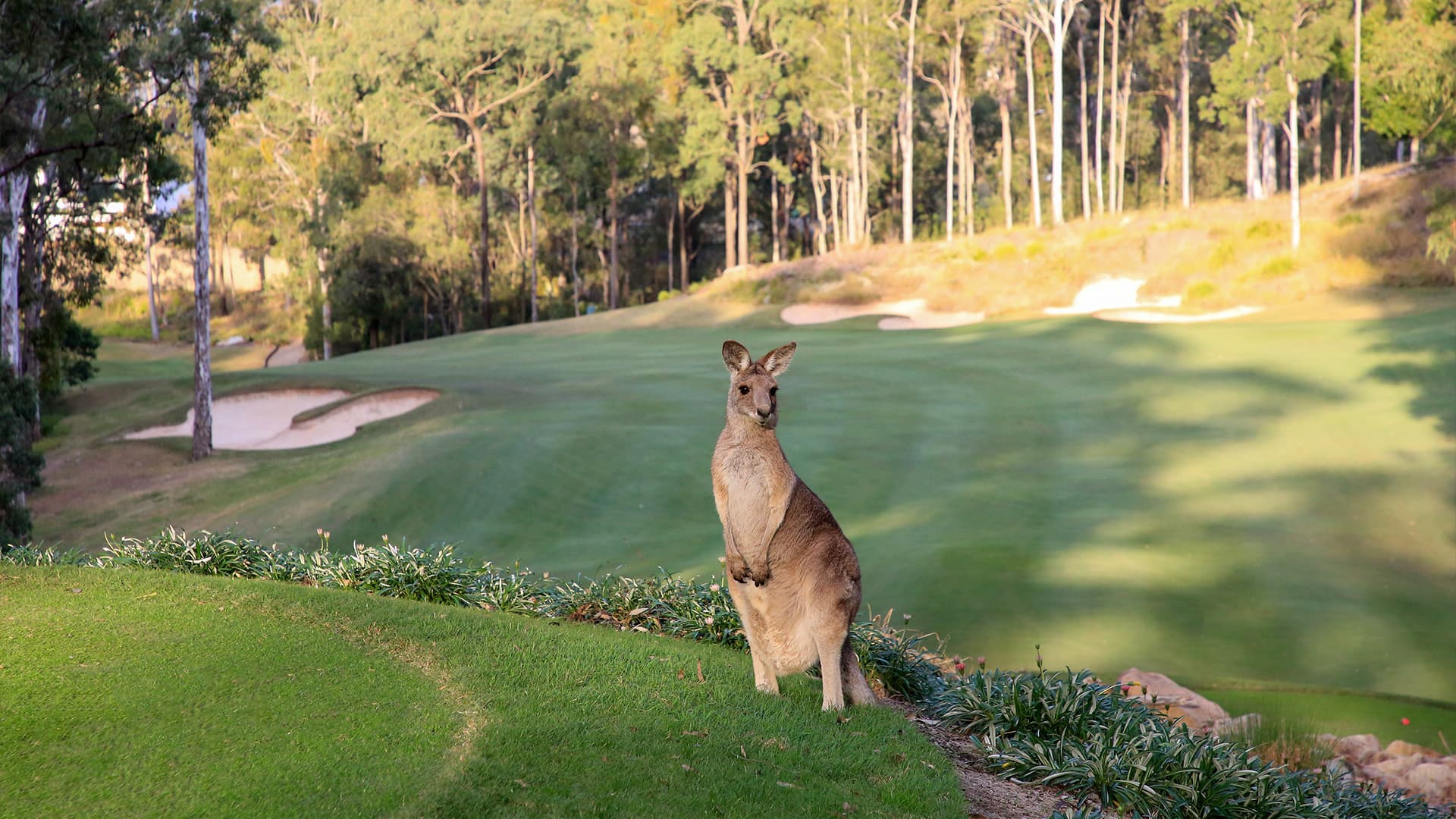 A kangaroo standing on the Brookwater Golf and Country Club golf course.